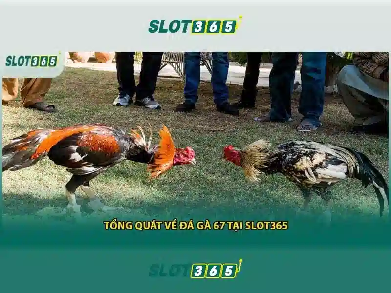 Giới thiệu về Slot365 Giới thiệu về Slot365
