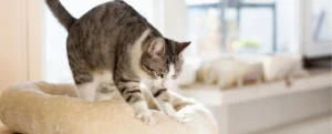 gato amasando por que amasan los gatos