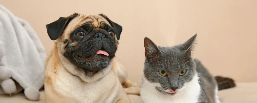 Perro y gato relajados en casa sin pulgas ni garrapatas, ambiente limpio y seguro para mascotas
