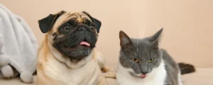 Perro y gato relajados en casa sin pulgas ni garrapatas, ambiente limpio y seguro para mascotas