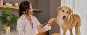 Veterinario aplicando vacuna a perro en clínica veterinaria — prevención y salud para mascota